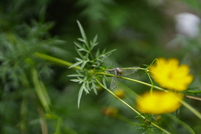 Close-up of insect on flower