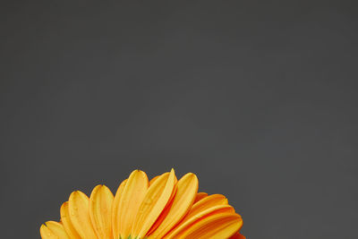 Close-up of yellow flower against black background