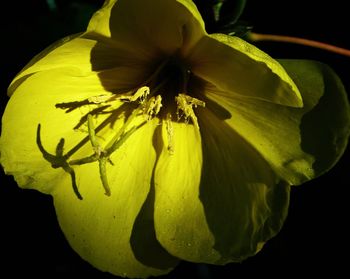 Close-up of flowers over black background