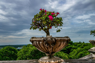 Close-up of flowering plant against sky