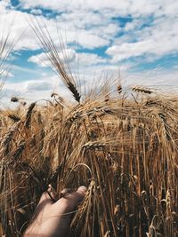 Close-up of wheat plants against sky