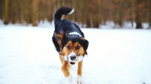 Portrait of dog on snow field