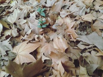 Full frame shot of leaves