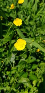 Close-up of yellow flowering plant leaves