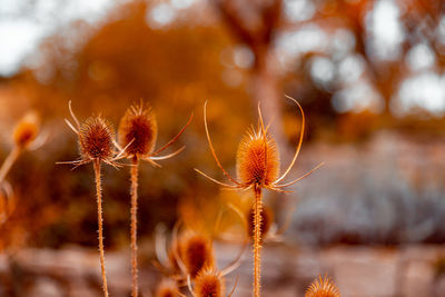 Close-up of wilted plant