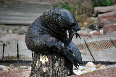 Close-up of bird perching on wood