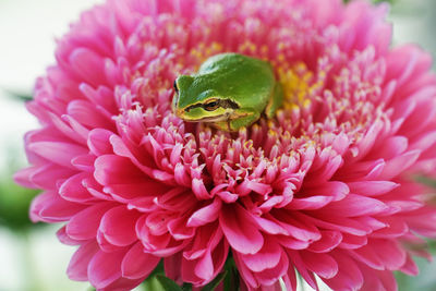 Close-up of honey bee on pink flower