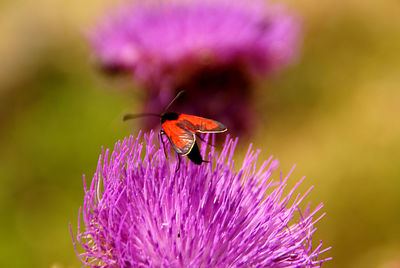 Close-up of butterfly pollinating flower