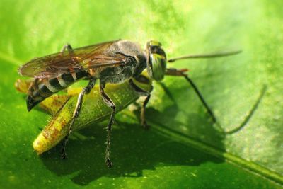 Close-up of insect