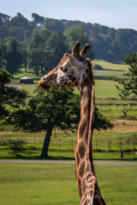 Giraffe on a field