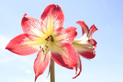 Close-up of pink hibiscus blooming against sky