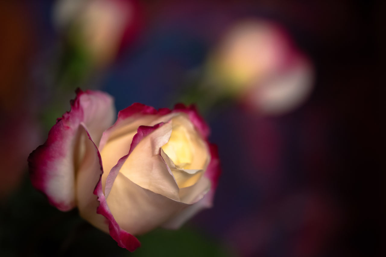 CLOSE-UP OF PINK ROSES