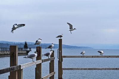 Seagulls perching on railing by sea against sky