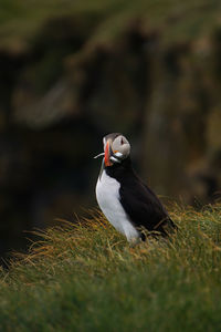 Bird perching on a field