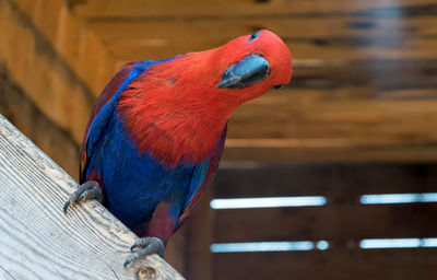 Close-up of parrot perching on wood