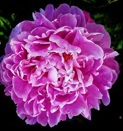 Close-up of pink flower blooming outdoors