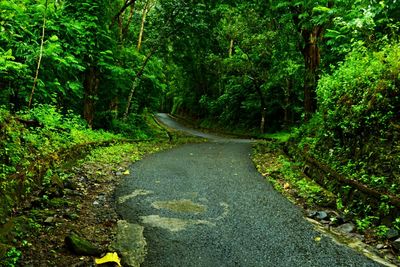 Dirt road amidst trees