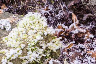 Close-up of snow covered plants