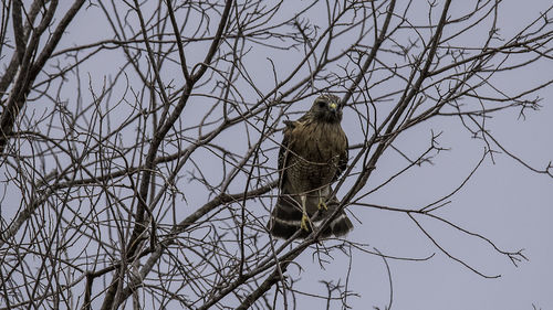 Low angle view of bird perching on tree against sky