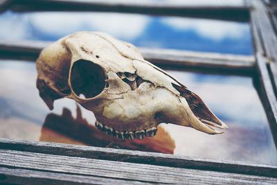 Close-up of animal skull