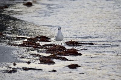 Seagull perching on a beach