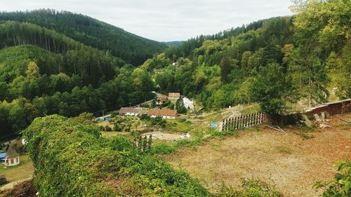 High angle view of trees in forest