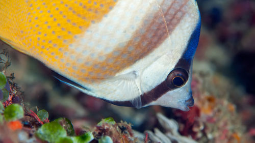 Close-up of fish swimming in sea