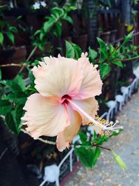 Close-up of pink flowering plant