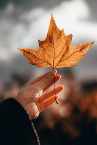 Close-up of hand holding maple leaves during autumn