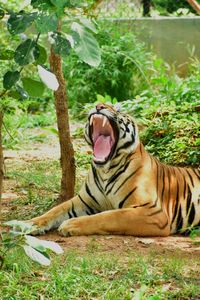 View of cat yawning