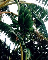 Low angle view of palm trees