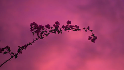 Low angle view of pink flowering plant against sky