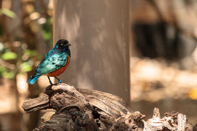 Close-up of bird perching on wood