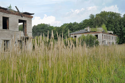 Plants growing on field by building against sky