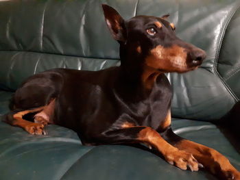 Close-up of black dog sitting