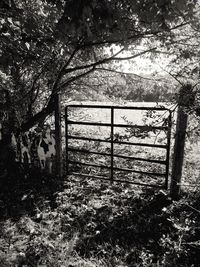 Trees on field seen through fence