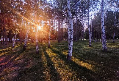 Trees in park against sky during sunset