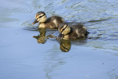 Duck swimming in lake