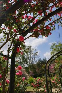 Low angle view of pink flowering tree against sky