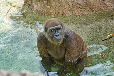 High angle portrait of monkey in water