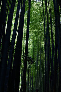 Low angle view of bamboo trees in forest
