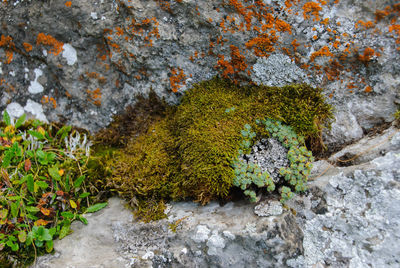 Plants growing in stream