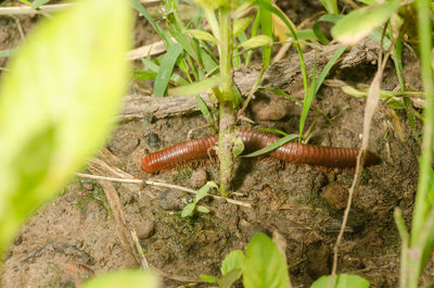 Close-up of insect on leaf