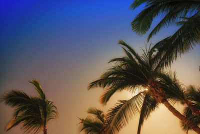 Low angle view of palm trees against sky during sunset