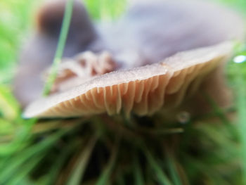 Close-up of mushroom growing outdoors