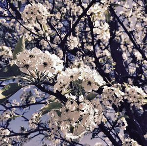 Cherry blossoms in spring