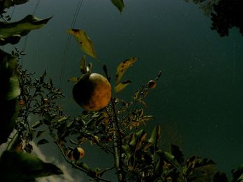 Plants growing in water