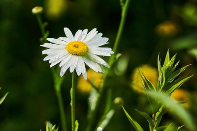 Close-up of white daisy flower