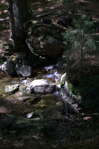 Close-up of rocks in forest