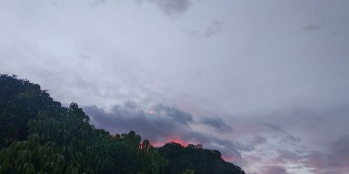 Low angle view of trees against sky